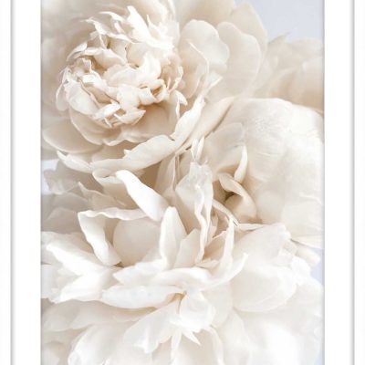 PIVOINE