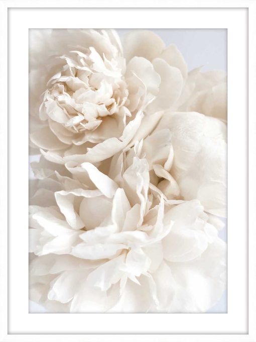 PIVOINE